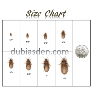 Dubia Roaches